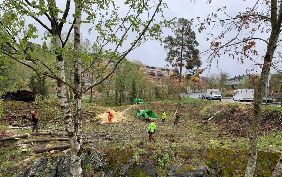 Parsellhager, bikuber og park er i og for seg bra ting, men ikke når det tar livet av nærskog, artsmangfold og fugle- og ekornunger i prosessen, skriver innleggsforfatterne. Foto: Privat