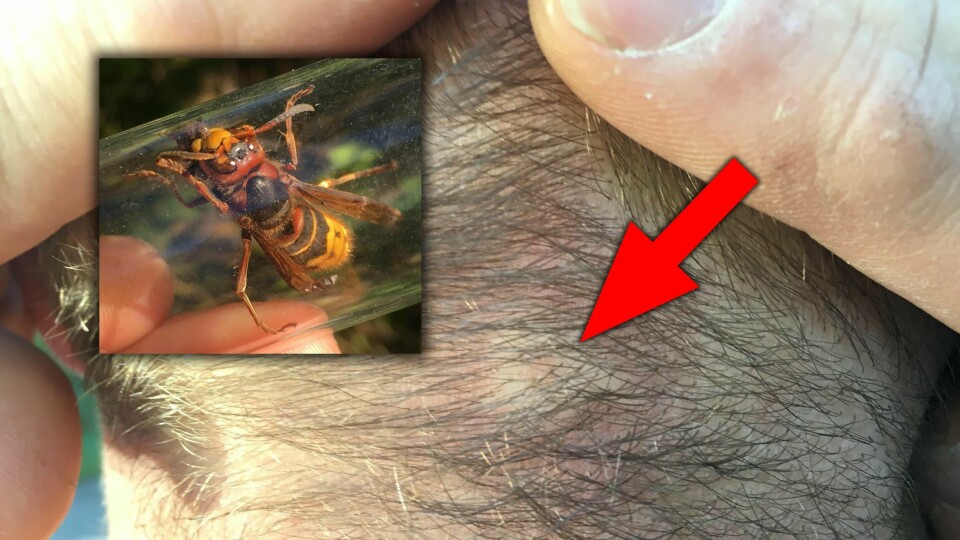 Arnstein Staverløkk ved Norsk institutt for naturforskning (NINA), som blant annet har fremmede arter og parasittiske veps som kunnskapsområder, ble stukket av en geithams først gang han så en i live. Dette fordi han oppsøkte bolet dens.