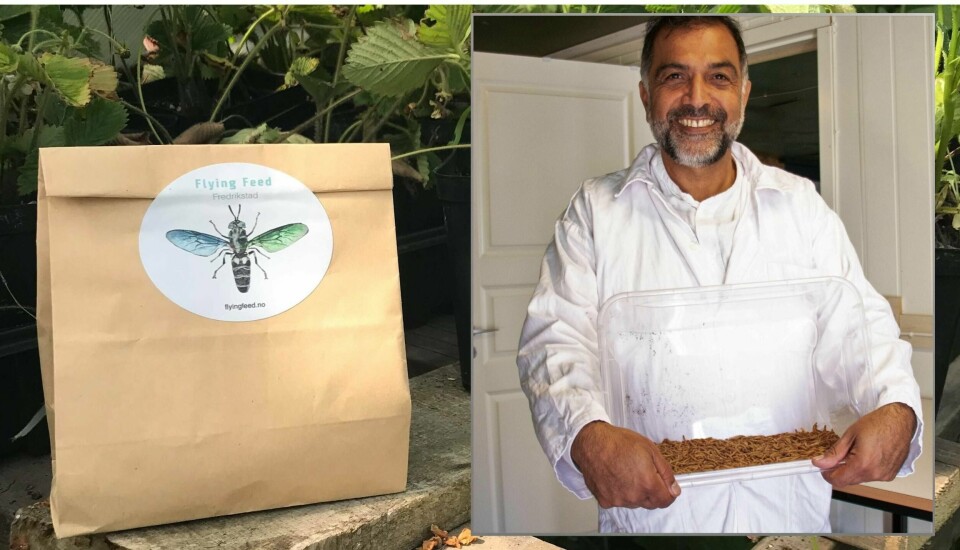 Biproduktet fra larveproduksjonen er nå til salgs i Fredrikstad. – Larvefrass inneholder stoffer og mikroorganismer som kan gjøre plantene motstandsdyktige mot sykdom og insekter, sier daglig leder i Flying Feed Fredrikstad, David Tehrani.