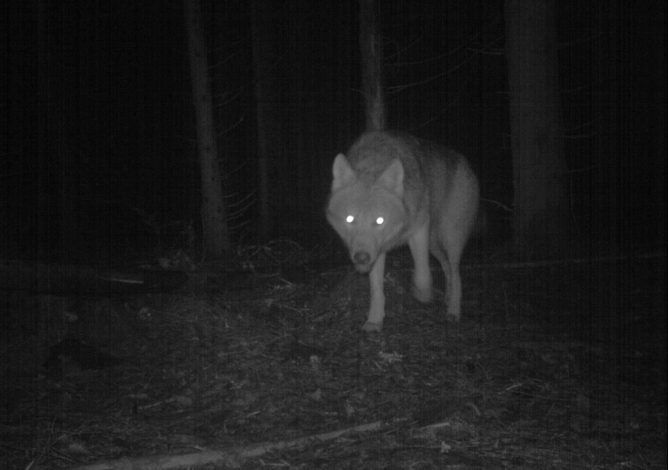 Forrige vinter ble det registrert 15 ulver med tilknytning til Østfold. Denne vinteren har det kun blitt registrert 10, hvorav to antas å ha vært på vandring. Her fra et av viltkameraene til Norsk institutt for naturforskning (NINA) i Østfold.