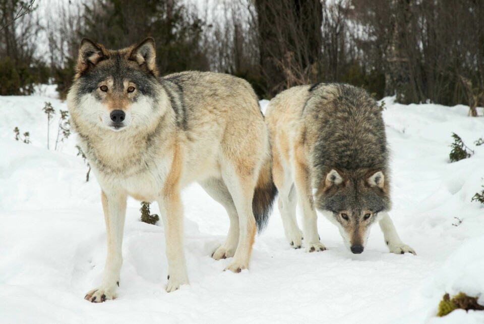 Mange lar seg fascinere av ulven og vil gjerne se den på nært hold. Langedrag Naturpark i Buskerud, som blant annet kan by på flere ulver, har 50-60.000 besøkende i året. Mange lar seg fascinere av ulven og vil gjerne se den på nært hold. Langedrag Naturpark i Buskerud, som blant annet kan by på flere ulver, har 50-60.000 besøkende i året.