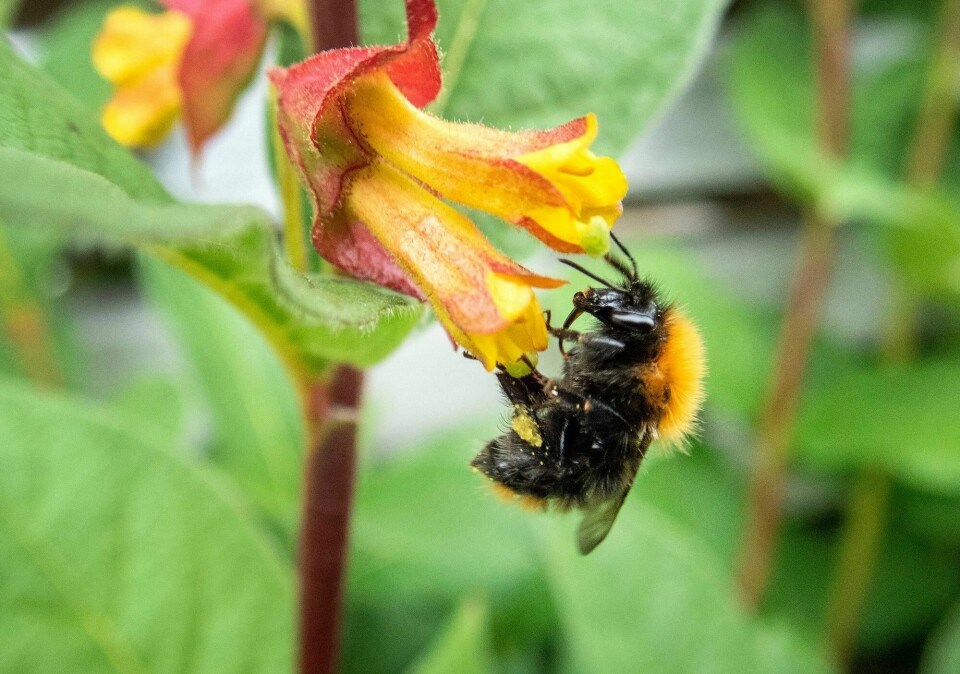 Humle som bestøver blomster.