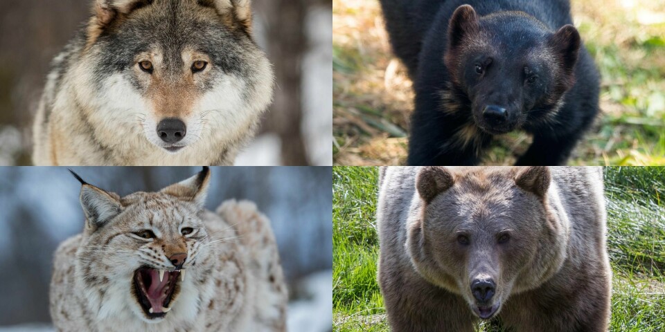 Ulv, jerv, gaupe og bjørn var blant dyrene som tok livet av sau i 2019.
