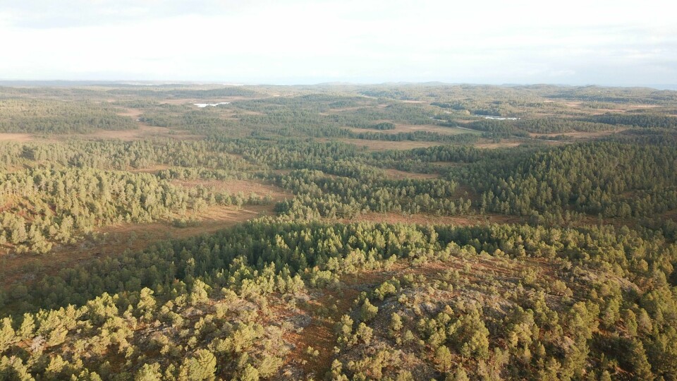 Hitraskogen i Hitra kommune er blant eiendommene som nå har havnet på private hender som følge av Statskogs omfattende eiendomssalg.