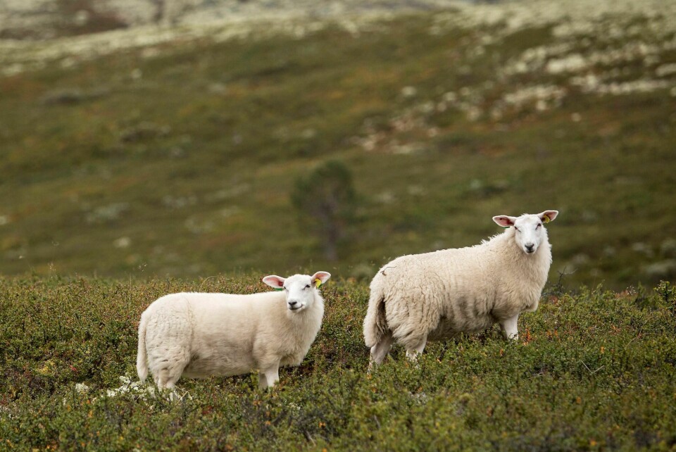 Illustrasjonsfoto: Paul Kleiven / NTB scanpix