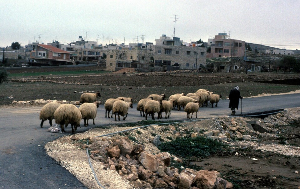 Vestbredden, landsby nær Bethlehem. En gammel mann med palestinaskjerf går med sauene sine. Den gode hyrde på markene ved Betlehem. Gjeter. Boliger / bebyggelse i bakgrunnen. Illustrasjon til Johannes evangeliet 10.11: Jesus som den gode hyrde. Saueflokk.
Foto: Berit Keilen / NTB scanpix