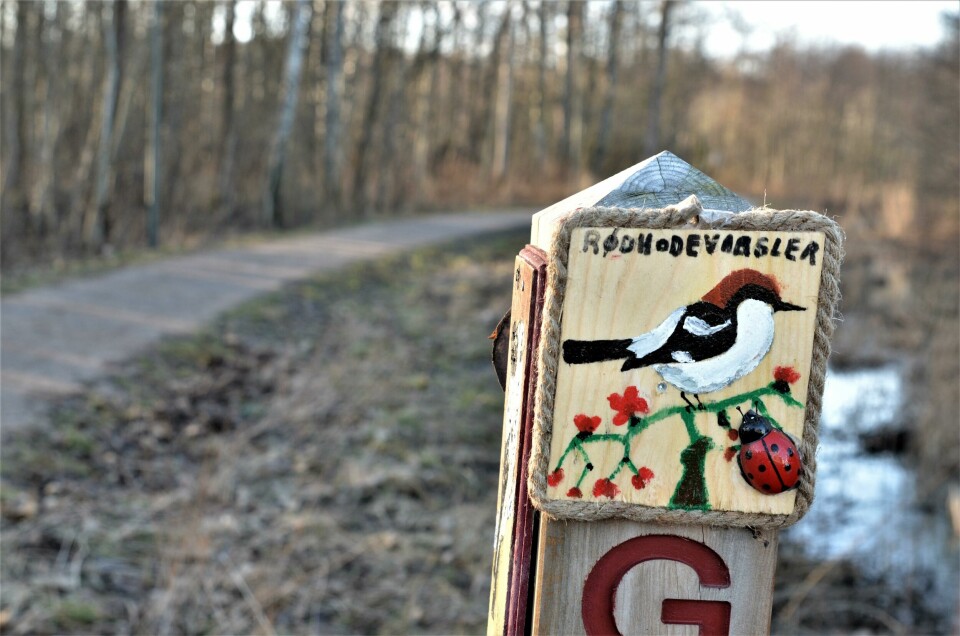 «Forest art» på Glommastien ved Nabbetorp ###