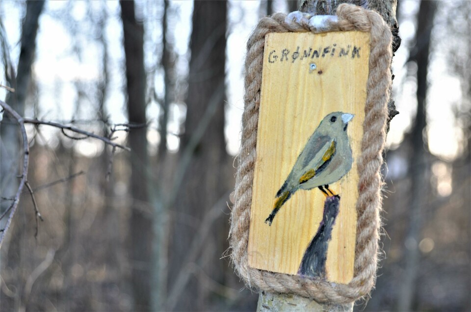 «Forest art» på Glommastien ved Nabbetorp ###