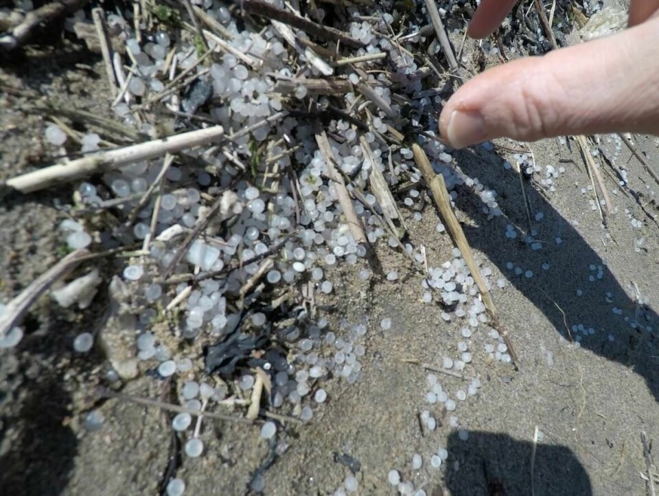 Slik ser de ut, de bittesmå plastperlene som kan gjøre stor skade hvis de ikke blir fjernet fra naturen.