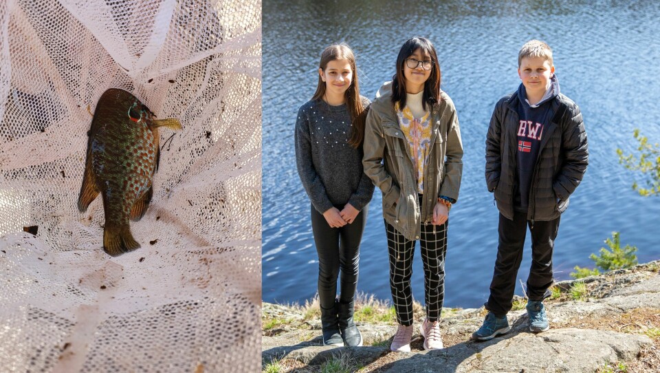 Dette er solabboren som ble fanget i Molbekktjernet våren 2020 av elevene Nadja Stamatovic, Cecilia Thanh Ha Nguyen og Eimund Langerud Røed. De er tre av elevene fra Verket skole som er med på det nye skoleprosjektet. Dette er solabboren som ble fanget i Molbekktjernet våren 2020 av elevene Nadja Stamatovic, Cecilia Thanh Ha Nguyen og Eimund Langerud Røed. De er tre av elevene fra Verket skole som er med på det nye skoleprosjektet.