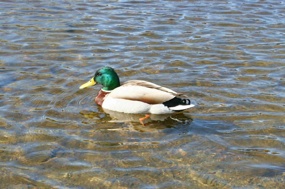 Når badetemperaturen er behagelig, må stokkendene i elveparken dele på plassen i vannet med småunger som vil plaske litt. Når badetemperaturen er behagelig, må stokkendene i elveparken dele på plassen i vannet med småunger som vil plaske litt.