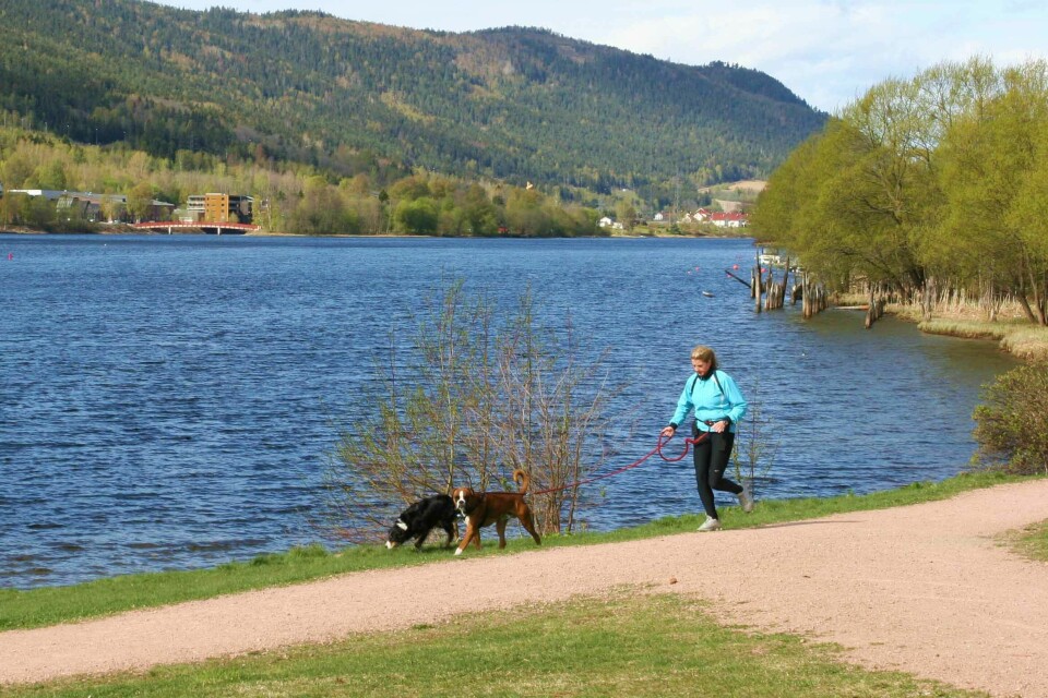 Turveisystemet forbi Åssiden Elvepark er en fin treningsarena for både to- og firbeinte. Turveisystemet forbi Åssiden Elvepark er en fin treningsarena for både to- og firbeinte. 10.05.10