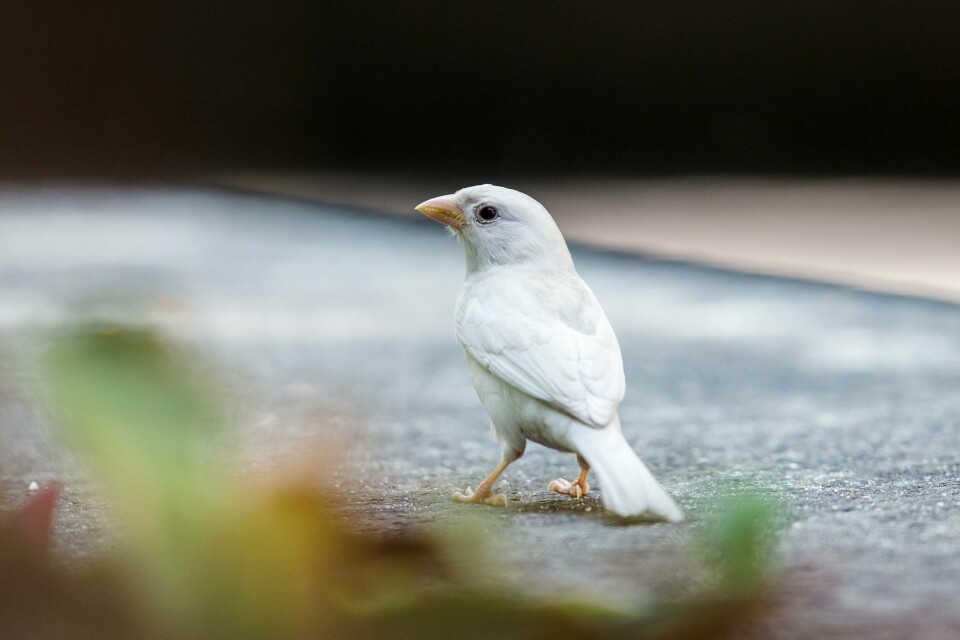 Denne hvite spurve-arten er blitt observert på Majorstuen. Spurv albino