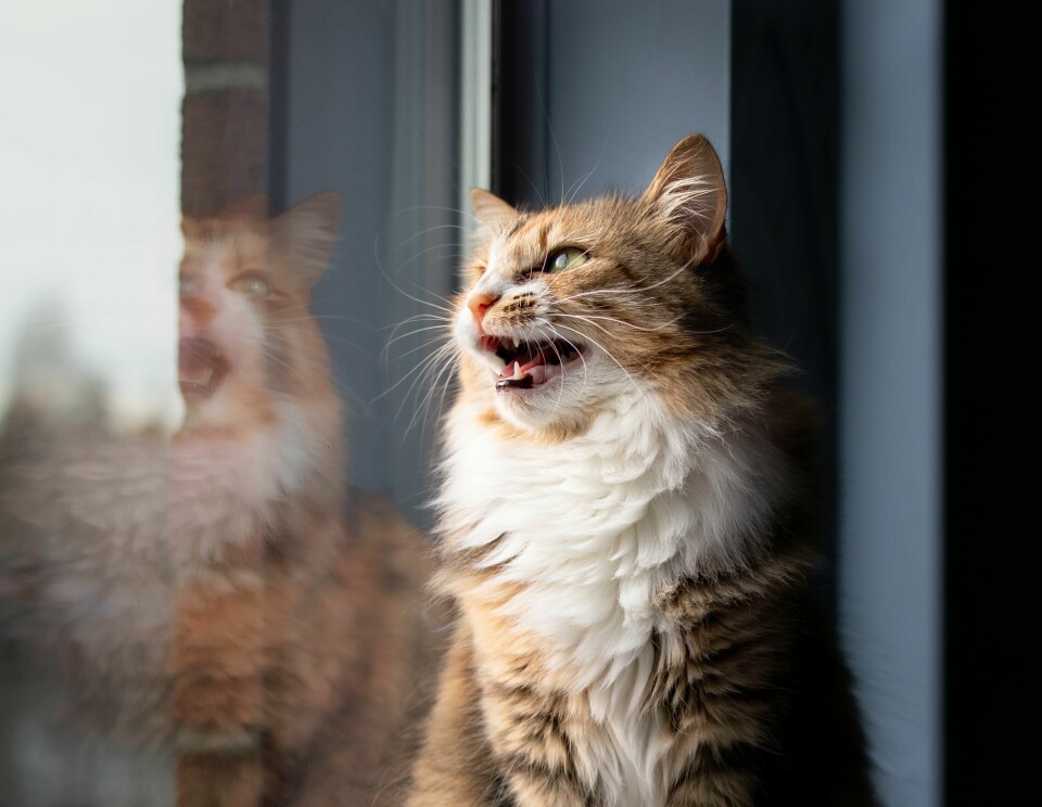 Selv katter som er vant til å være ute, og har fått «vinterpels» vil fryse når temperaturen blir lav nok. Katt som «klaprer». Foto: Shutterstock/NTB