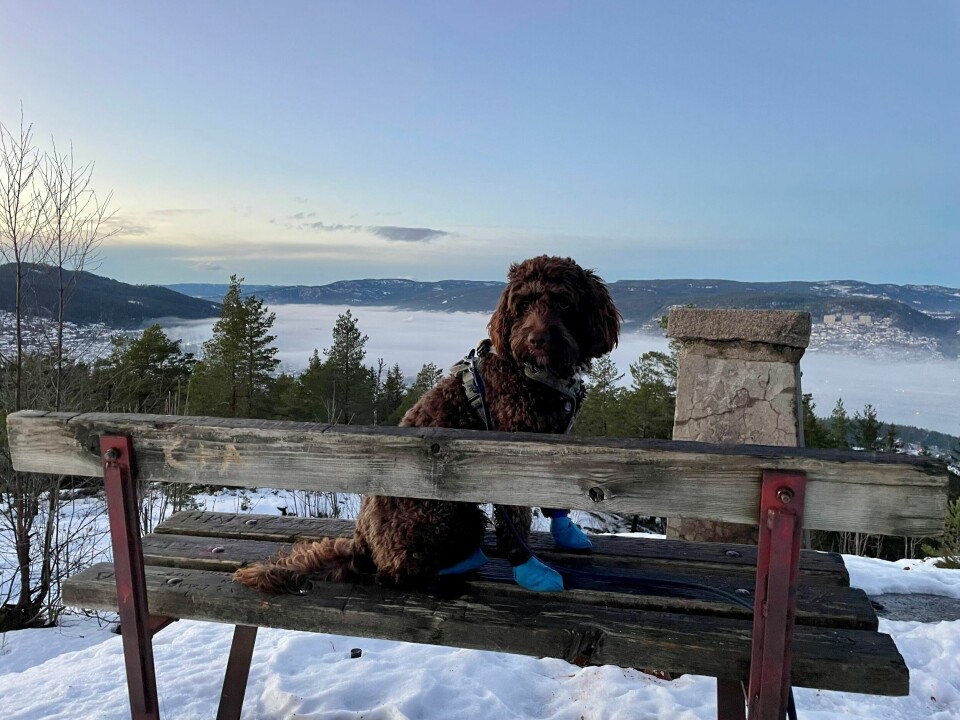 Veisalt kan tørke ut hundens poter som gjør at det lett kan danne seg sprekker. Nordbykollen i Drammen er et flott sted å se fyrverkeriet fra byen, men har du hund, kan den bli redd av lyden, lyset og luktene. Da er det bedre å bli hjemme, der man kan skjerme sin firbeinte venn.