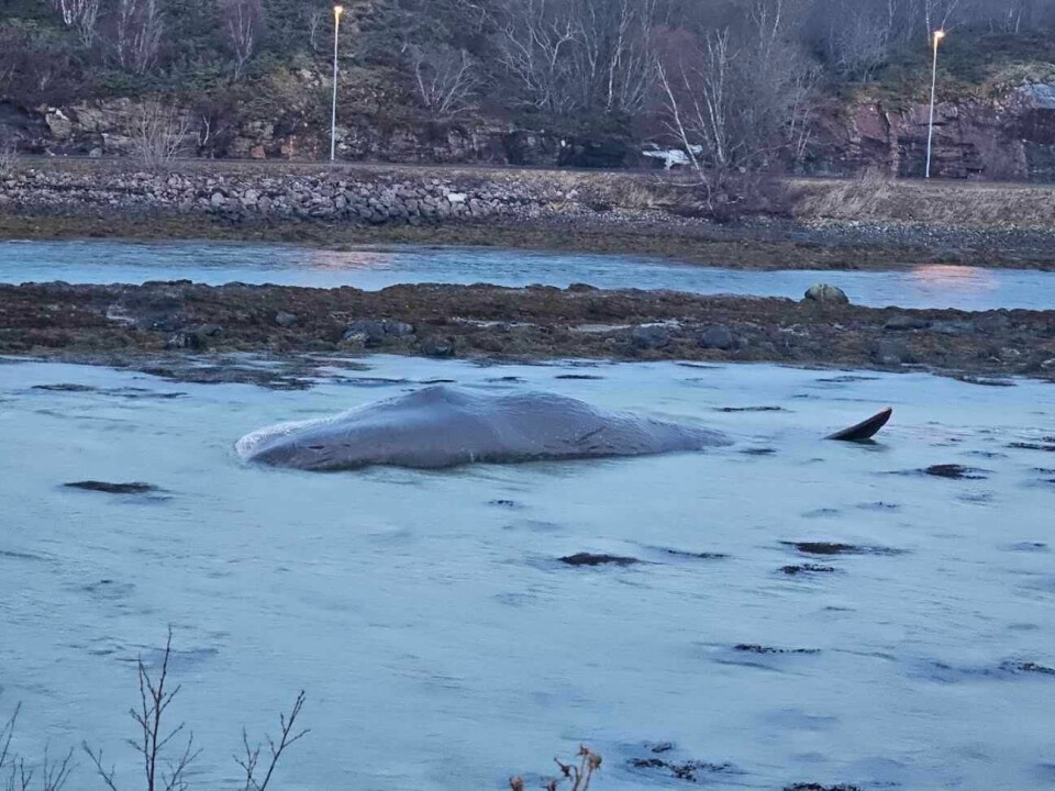 En hval strandet rett ved et boligfelt i Brønnøysund. En hval strandet rett ved et boligfelt i Brønnøysund.