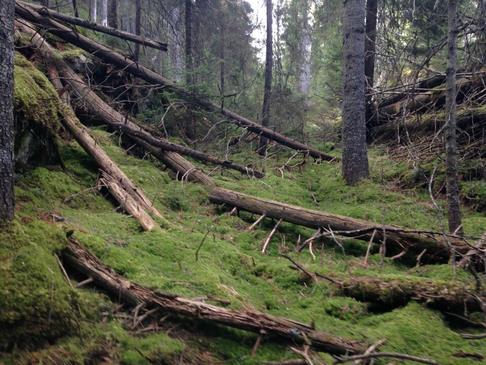 Mellom 1 og 2 prosent av naturskogen forsvinner hvert eneste år, ifølge Anne Sverdrup-Thygeson. – Dersom denne utviklingen fortsetter vil vi se irreversible tap av naturverdier i norsk skog, advarer hun. Mellom 1 og 2 prosent av naturskogen forsvinner hvert eneste år, ifølge Anne Sverdrup-Thygeson. – Dersom denne utviklingen fortsetter vil vi se irreversible tap av naturverdier i norsk skog, advarer hun.