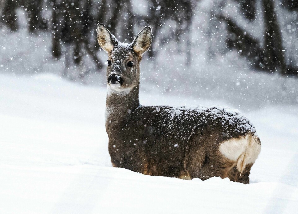 Det kan bli opp til 40 centimeter snø de neste 24 timene. Rådyr (Capreolus capreolus), snø, vinter