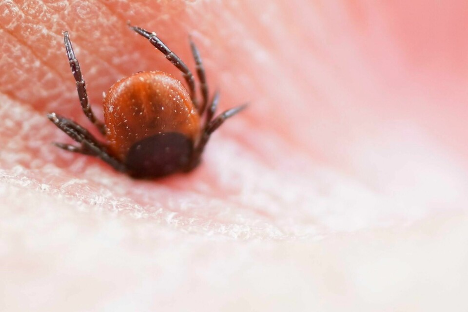 En flått har satt seg fast i huden. Den vanligste sykdommen flåtten viderefører, er borreliose, men den kan også smitte med det mer sjeldne TBE-viruset, som er mer alvorlig. Hurum 20230721. En flått har satt seg fast mellom to fingre.Foto: Terje Pedersen / NTB