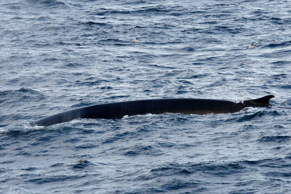 Trolig er det slutt på hvalfangsten fra islandsk hold. Trolig er det slutt på hvalfangsten fra islandsk hold. Illustrasjonsfoto: Håkon Mosvold Larsen / NTB
