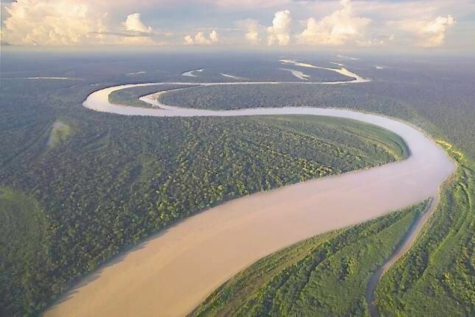 Langs den mektige floden Amazonas lå folkerike, avanserte og velstående bosetninger fram til rundt 1600. Her hadde man noe som var viktigere enn gull - nemlig godt planlagt matforsyning. FOTO: SCANPIX
