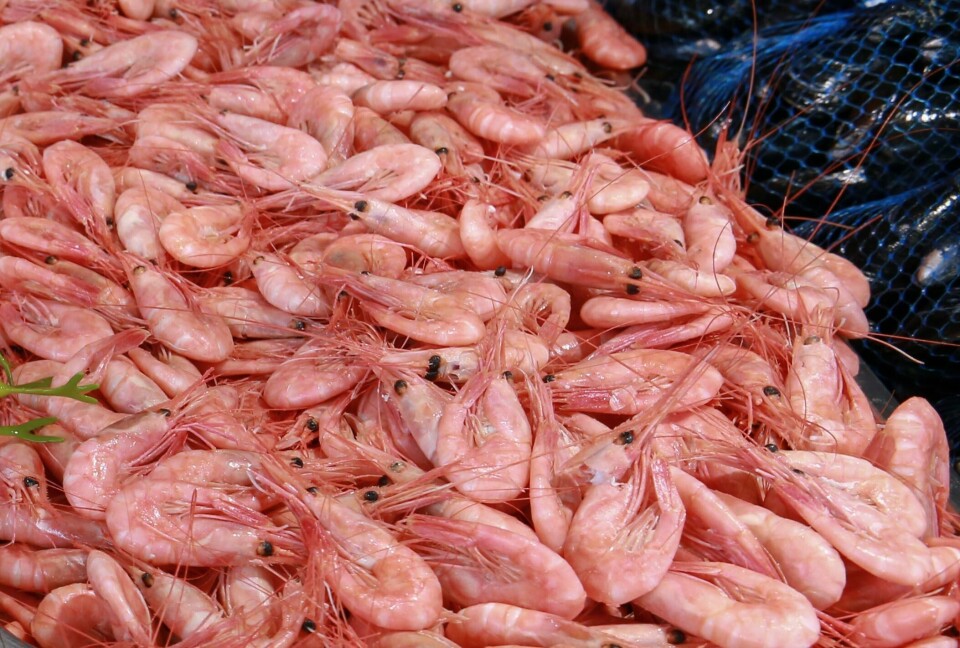 Daglig leder ved Fiskesalg i Kristiansand, Allan Iversen, tror rekene garantert blir billigere i år. Daglig leder ved Fiskesalg i Kristiansand, Allan Iversen, tror rekene garantert blir billigere i år. Foto: Mariam Butt / NTB