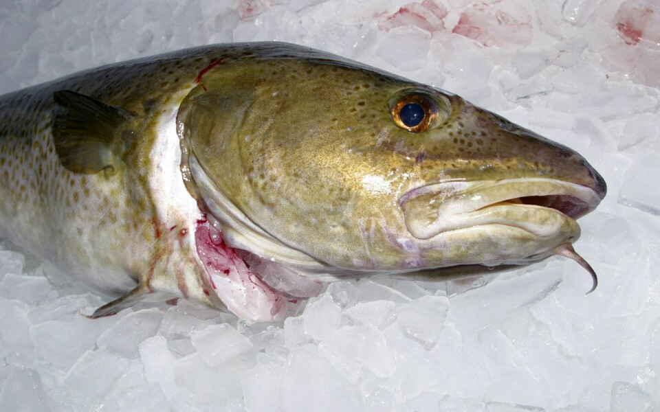 Russiske fiskere leverer torsk til Norge gjennom havnene i Tromsø, Kirkenes og Båtsfjord. Deretter eksporterer Norge fisken tollfritt til EU. EUs kontrollorgan Olaf vil nå undersøke om dette strider med de nye toll-prinsippene til EU, der russisk fisk er ilagt 13 prosent toll. Illustrasjonsfoto. Forskere ønsker nå å se om melke fra torsk kan bli til både mat og skjønnhetsprodukter. Foto: NTB