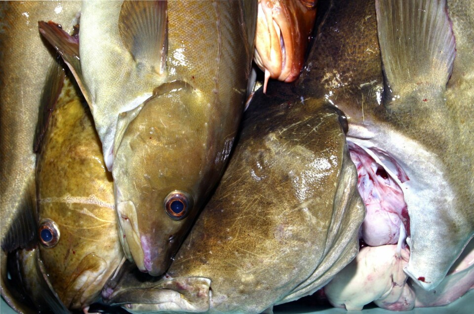 Ulovlig fisketurisme er et stort problem i Norge, mener A-krimsenteret. Hittil i år er det avdekket større ulovlig fiskekvantum enn i hele fjor. Illustrasjonsfoto. Ulovlig fisketurisme er et stort problem i Norge, mener A-krimsenteret. Hittil i år er det avdekket større ulovlig fiskekvantum enn i hele fjor. Illustrasjonsfoto: NTB