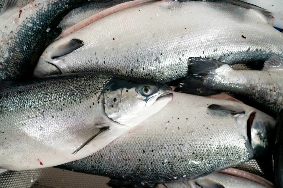 I forbindelse med avlusing har flere tonn med oppdrettslaks dødd ved et Mowi-anlegg i Flekkefjord. Politiet varsler at de, sammen med kontrolletatene Statens naturoppsyn, Kystvakten og Fiskeridirektoratet, vil øke kontrollvirksomheten fremover.Foto: Gorm Kallestad / NTB