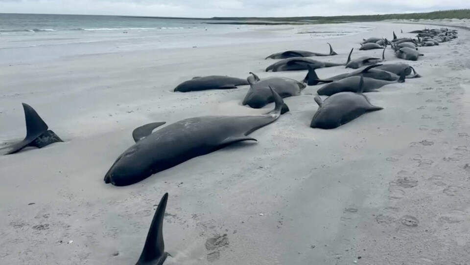 Nok en massestranding av hvaler på Skottland har ført til nye teorier om hvorfor så mange hvaler ender opp på land. Her fra Orkney, for en uke siden. Nok en massestranding av hvaler på Skottland har ført til nye teorier om hvorfor så mange hvaler ender opp på land. Her fra Orkney, for en uke siden.