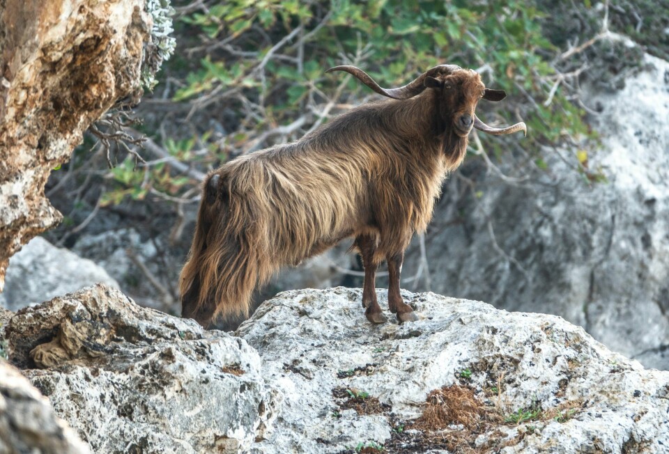 Greske veterinærmyndigheter har satt i verk omfattende testing etter utbrudd av geitepest i sentrale deler av landet. Greske veterinærmyndigheter har satt i verk omfattende testing etter utbrudd av geitepest i sentrale deler av landet. Foto: Halvard Alvik / NTB