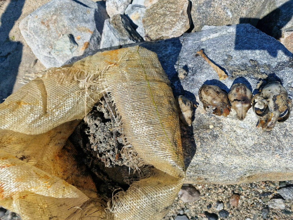 Hodekraniene til det finneren tror er tre kattunger og en voksen katt ble funnet på en strand i Brønnøy kommune. Hodekraniene til tre kattunger og en voksen katt ble funnet på en strand i Brønnøy kommune. John Roger Øksnes var den som fant det.