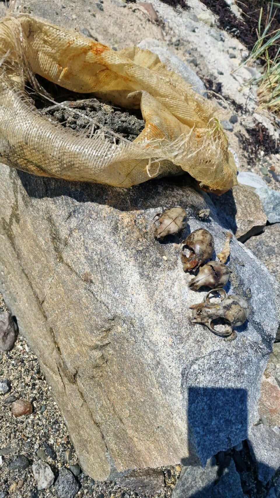 Dyrebeskyttelsen sier det er høysesong for dumping av dyr mellom påske og sommeren. Hodekraniene til tre kattunger og en voksen katt ble funnet på en strand i Brønnøy kommune. John Roger Øksnes var den som fant det.