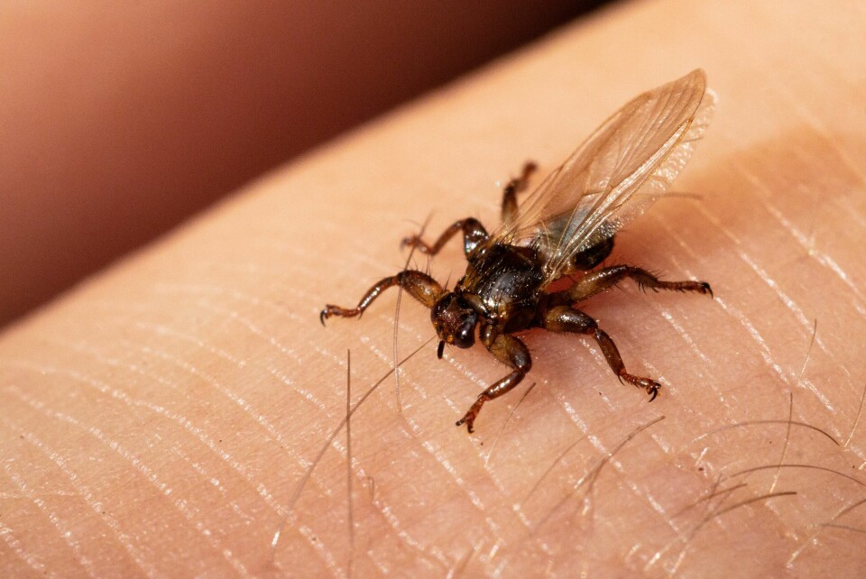 Hjortelusflua har etablert seg i stadig større områder, og kan oppleves som ekstremt plagsom for dem som ferdes i skogen om høsten. Blir du bitt, kan det klø i flere måneder. A macro close-up of arasite Deer fly, Lipoptena cervi, on a hairy skin during autumn in boreal forest of Estonia, Northern Europe