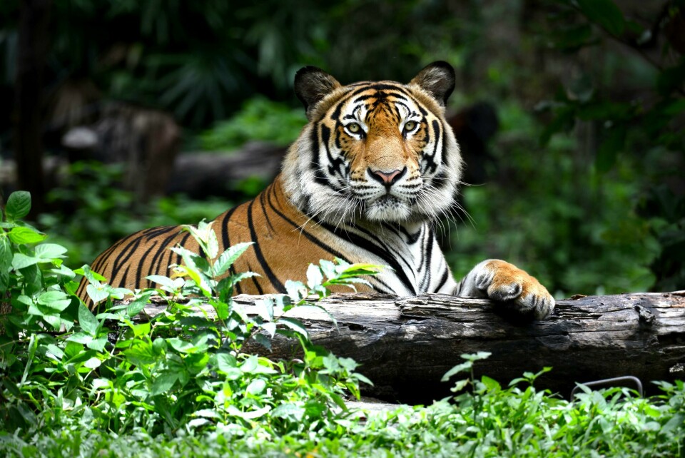 Blant alle gjenværende tigerarter på planeten, ligger tigerbestanden i dag på under 4000 globalt. BENGALTIGER: I hvilket land er det flest av dem? Foto: Shutterstock / NTB
