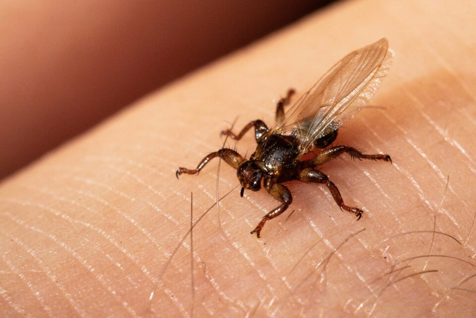 Hjortelusflua oppleves som ekstremt plagsom, og et bitt fra den kan klø i flere måneder.