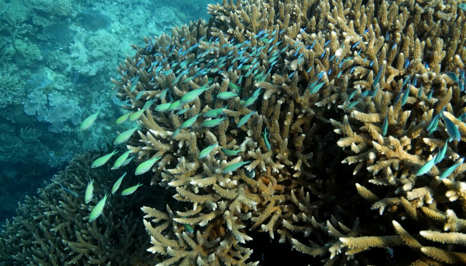 Great Barrier Reef utenfor Queensland i Australia. Det enorme korallrevet utenfor Australia huser et stort mangfold av arter, men er svært sårbart for økt temperatur i havet. Foto: Sam McNeil / AP / NTB