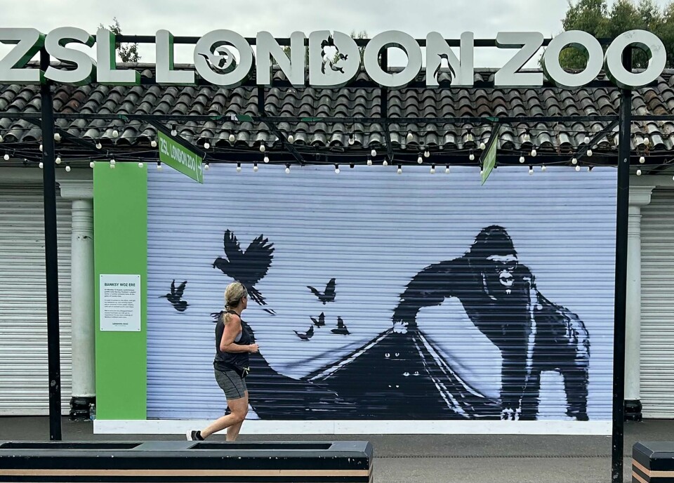 Banksys gorilla ved London Zoo blir tatt vare på for ettertiden. Banksys gorilla ved London Zoo blir tatt vare på for ettertiden. Foto: Brian Melley / AP / NTB