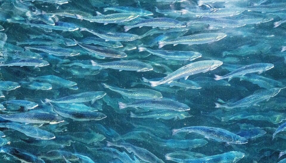 Laksen på anlegget i Trøndelag hadde mer enn tre ganger så mye lus som det som er lovlig grense. Laksen på anlegget i Trøndelag hadde mer enn tre ganger så mye lus som det som er lovlig grense. Foto: Gorm Kallestad / NTB