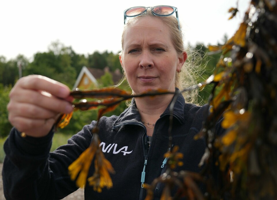 NIVA-forsker Marit F. Markussen Bjorbækmo har ledet an i oppdagelsen av ukjente parasitter i Oslofjorden. Niva-forsker Marit F. Markussen Bjorbækmo har ledet an i oppdagelsen av ukjente parasitter i Oslofjorden. Oomycet-infisert tang med tydelige røde, gulaktige og mørke flekker. Denne tangen er så hardt angrepet at det er vanskelig å avgjøre om det er en blæretang eller en sagtang. Foto: Sindre Haugan / NIVA / handout / NTB