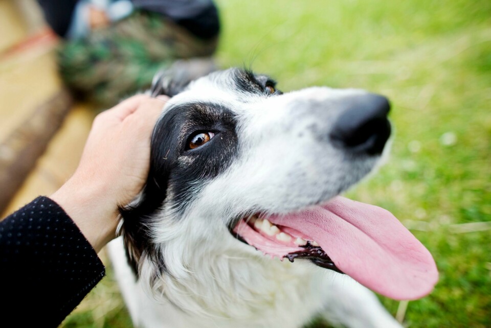 Border collie. Illustrasjonsfoto. Frå 1. april trer den landsdekkjande bandtvangen i kraft. Foto: Kyrre Lien / NTB / NPK