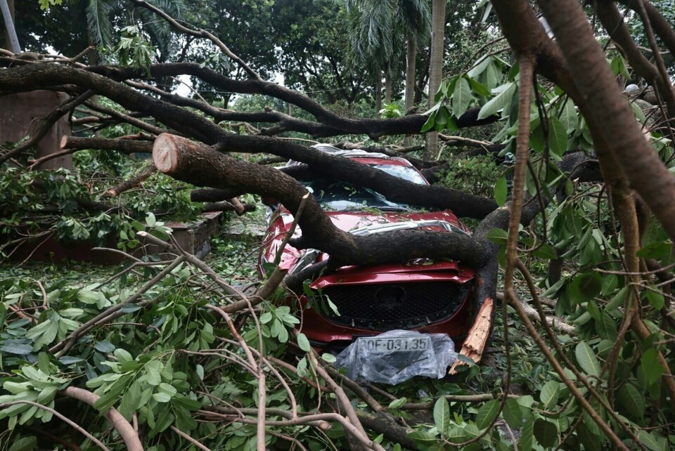 En bil er knust under et veltet tre i Hanoi i Vietnam. En bil er knust under et veltet tre i Hanoi i Vietnam. Foto: Tran Quoc Viet / AP / NTB