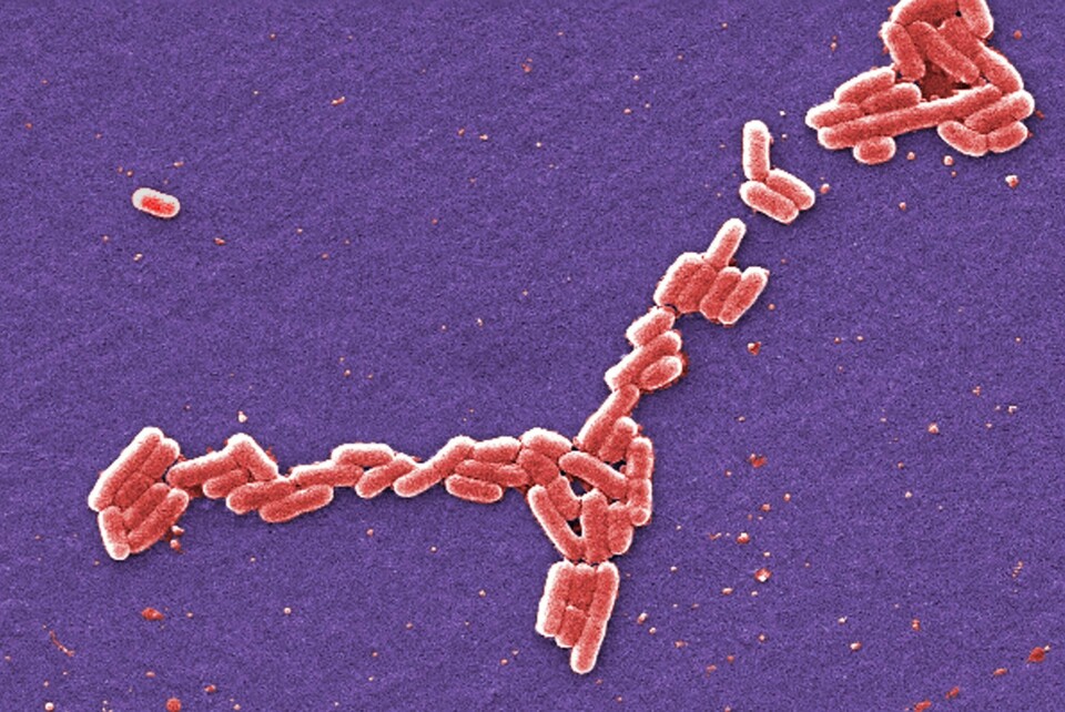 Antibiotikaresistens oppstår når bakterier blir motstandsdyktige mot antibiotika. Bildet, tatt med elektronmikroskop, viser bakterien som forårsaker sykdommen e. coli. Antibiotikaresistens oppstår når bakterier blir motstandsdyktige mot antibiotika. Bildet, tatt med elektronmikroskop, viser bakterien som forårsaker sykdommen e. coli. Foto: Janice Haney Carr / CDC / AP / NTB