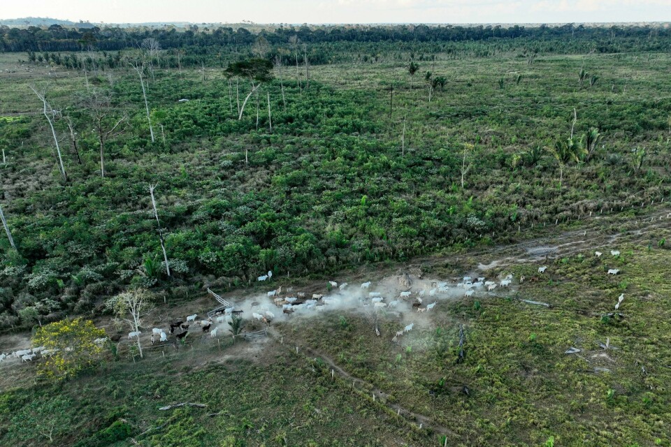 Storfe langs et avskoget område i Amazonas-regnskogen i Brasil. Foto: Andre Penner / AP / NTB Kyr gresser i et ulovlig avskoget område i delstaten Rondônia i Brasil. Mye av avskogingen i Amazonas skyldes kvegbønder som hogger og brenner skog for å skaffe seg nye beitemarker. Foto: Andre Penner / AP / NTB