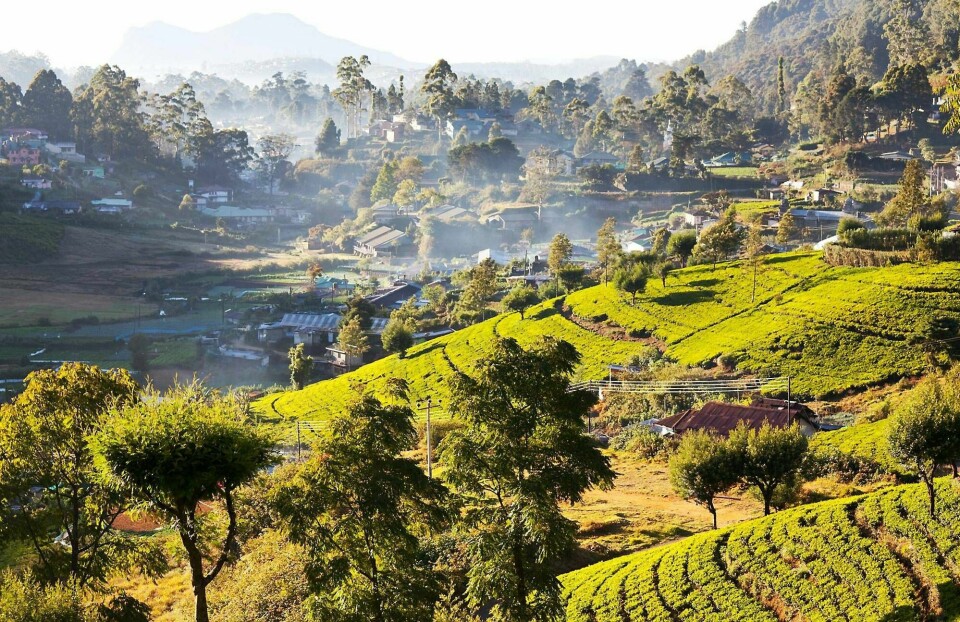 LANDSBYGDA: På Sri Lanka bor majoriteten av befolkningen på landsbygda. Den er også mer spennende for turister flest enn hovedstaden Colombo. FOTO: GALYNA ANDRUSHKO