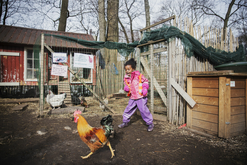 Fra Geitmyra matkultursenter for barn, på Sagene i Oslo Barn fra Læringsverkstedet Tåsenløkka bhg besøker Geitmyra. Kongekrabbe. Foto: Hilde Unosen