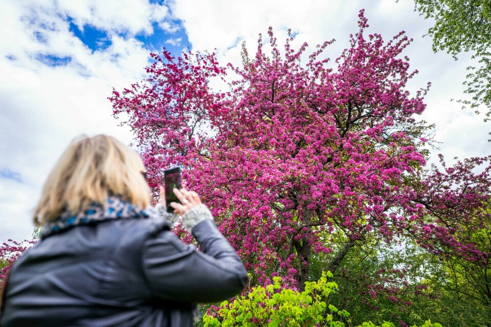 Det er utrolig skuffende at den norske stat nok en gang velger å overlate mye av ansvaret for kunnskapsformidling om klima- og biologisk mangfold til tilfeldighetene, skriver innleggsforfatterne. På bildet: Botanisk Hage i Oslo.