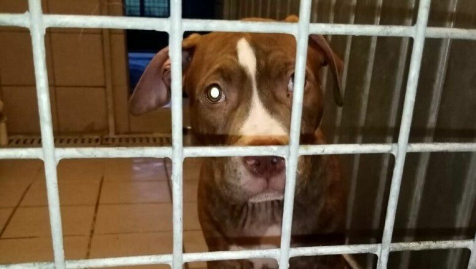 Valpen av hunderasen Amerikansk staffordshire terrier (Amstaff), som er forbudt i Norge, ble beslaglagt ved Svinesund tollsted 14. november 2021 og plassert i karantene ved AirPet Hotel ved Gardermoen. Valpen av hunderasen Amerikansk staffordshire terrier (Amstaff), som er forbudt i Norge, ble beslaglagt ved Svinesund tollsted 14. november og plassert i karantene ved AirPet Hotel ved Gardermoen.