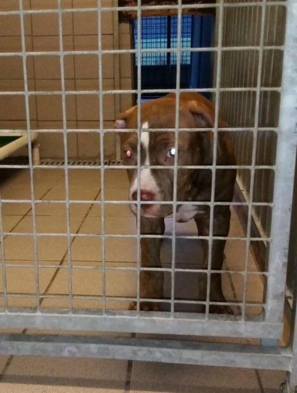 Amstaff-valpens videre skjebne ligger i eierens hender. Valpen av hunderasen Amerikansk staffordshire terrier (Amstaff) ble plassert i karantene ved AirPet Hotel ved Gardermoen, der den avventer videre skjebne.