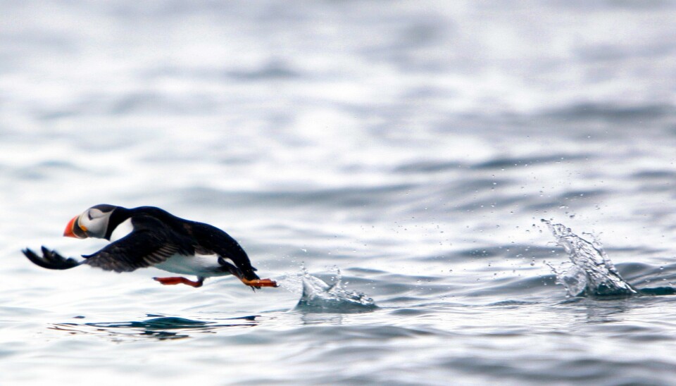 Sjøfugler er blant artene som trues av klimaendringene. Her en lundefugl. Sjøfugler er blant artene som trues av klimaendringene. Her forsøker en lundefugl å komme seg opp in lufta ved Svalbard. Foto: Håkon Mosvold Larsen / NTB